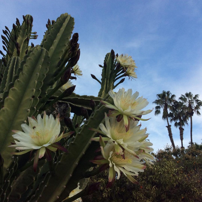 귀면각 - Peruvian apple, Apple cactus, Cereus peruvianus Mill.