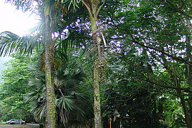 스틸트야자 - Verschaffeltia splendida H.Wendl.