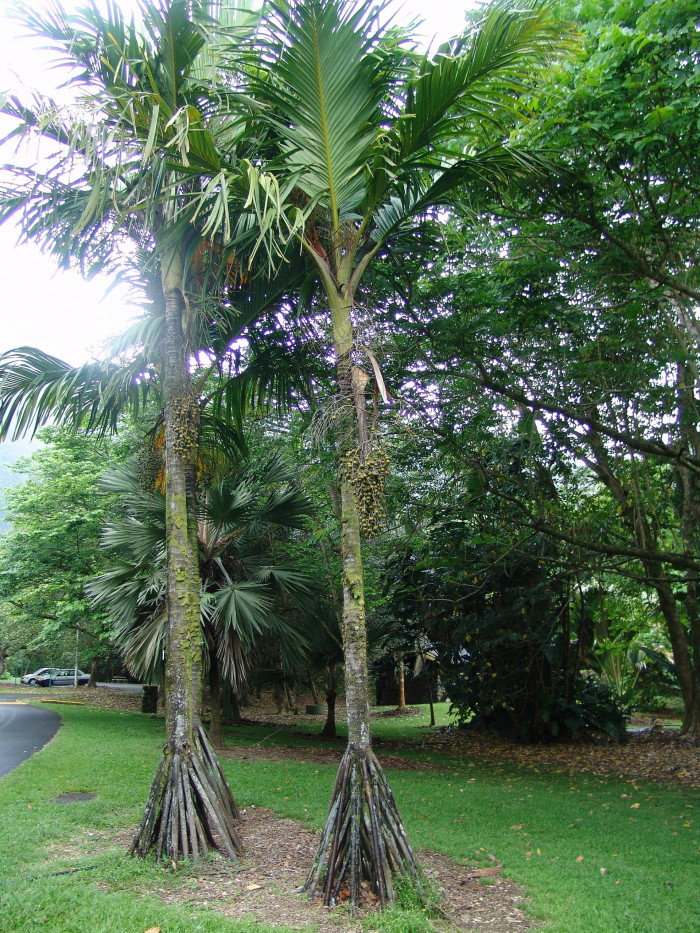 스틸트야자 - Seychelles Stilt Palm, Latanier Latte, Stilt Palm, Verschaffeltia splendida H.Wendl.