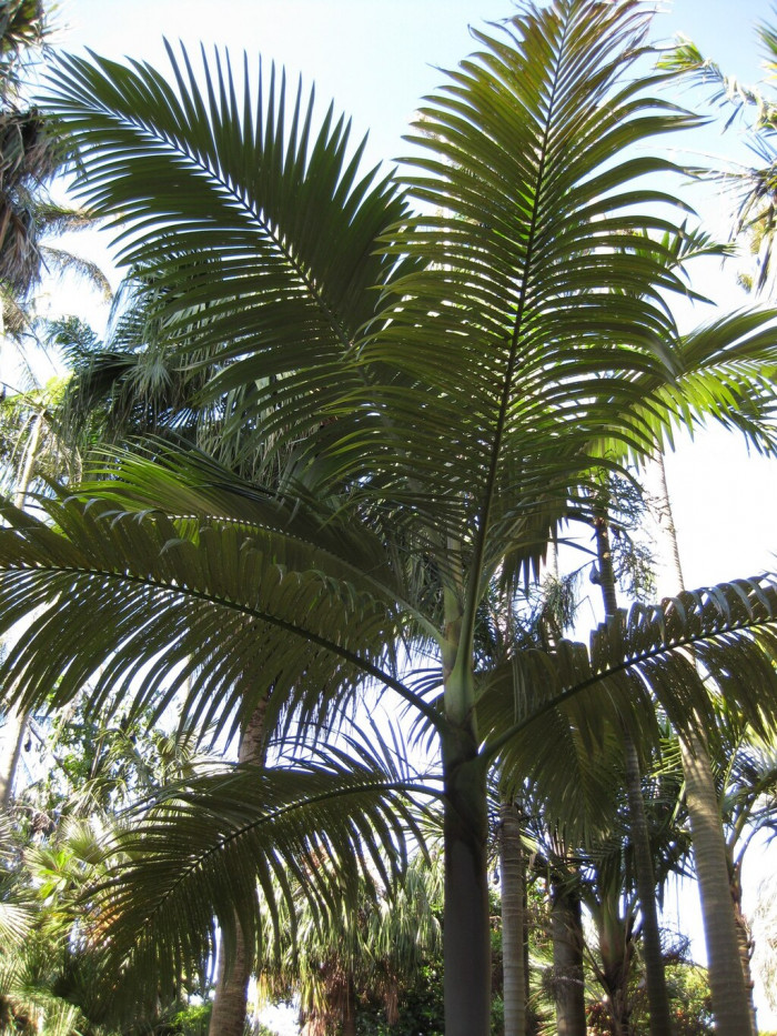 퍼플 킹 야자 - Mount Lewis King Palm, Purple King Palm, Purple Piccabean Palm, Archontophoenix purpurea