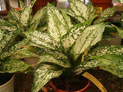 아글라오네마 사진 - Aglaonema commutatum Photos
