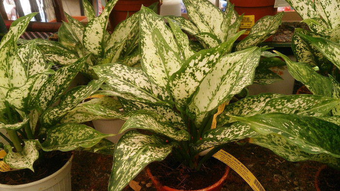 아글라오네마 - Chinese Evergreen, Aglaonema commutatum