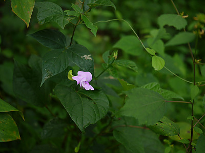 돌동부 사진 - Vigna vexillata var. tsusimensis Matsum. Photos