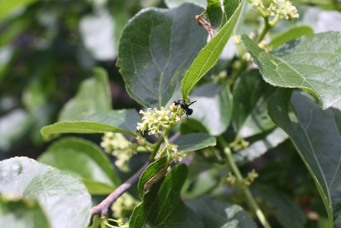 덤불노박덩굴 - Celastrus orbiculatus var. sylvestris (Siebold) Nakai ex Mori