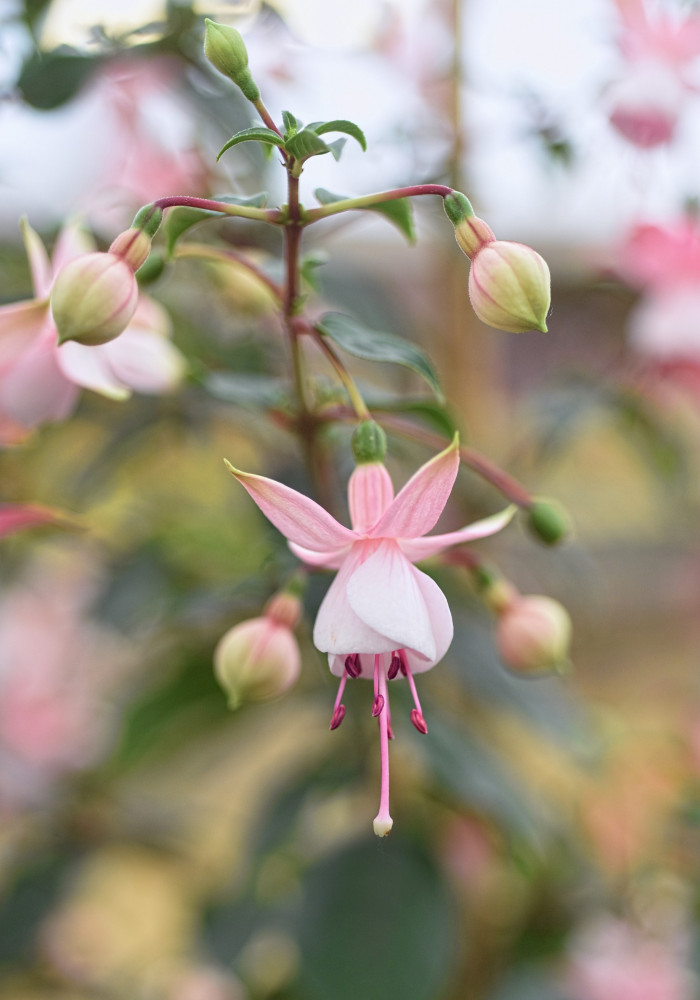 후쿠시아 - Common garden fuchsia, Fuchsia spp.