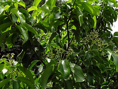 실론 계피 사진 - Cinnamomum verum J. Presl Photos