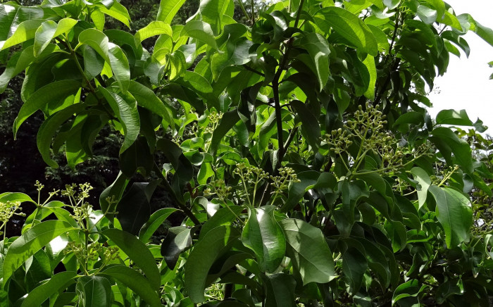 실론 계피 - Cinnamon, Ceylon cinnamon, Cinnamomum verum J. Presl