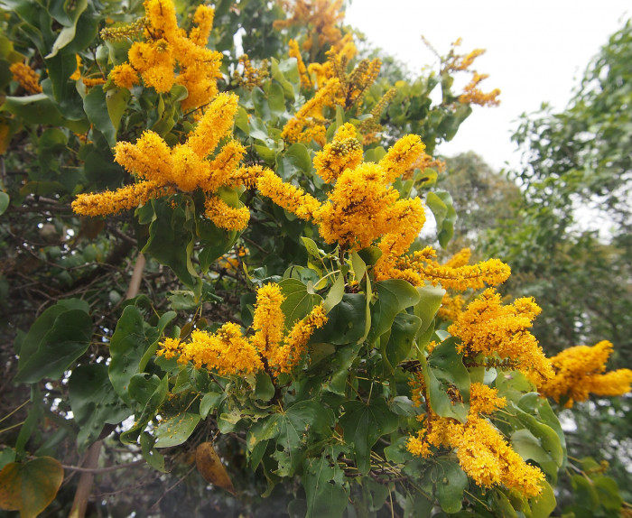 황금나무의 왕관 - Golden Glory Tree, Barklya, Crown of Gold Tree, Barklya syringifolia