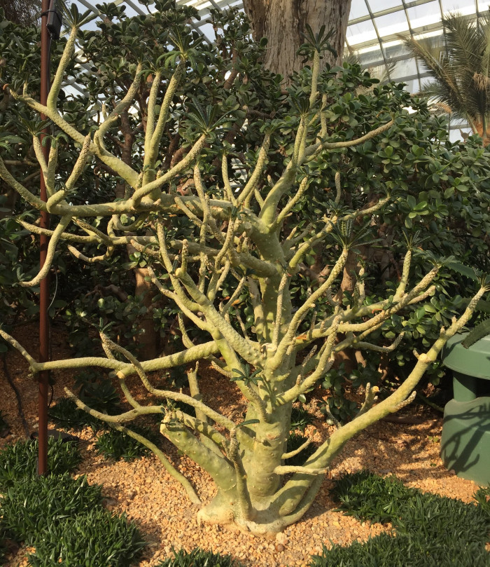 도스테니아 기가스 - Succulent Fig, Dorstenia gigas