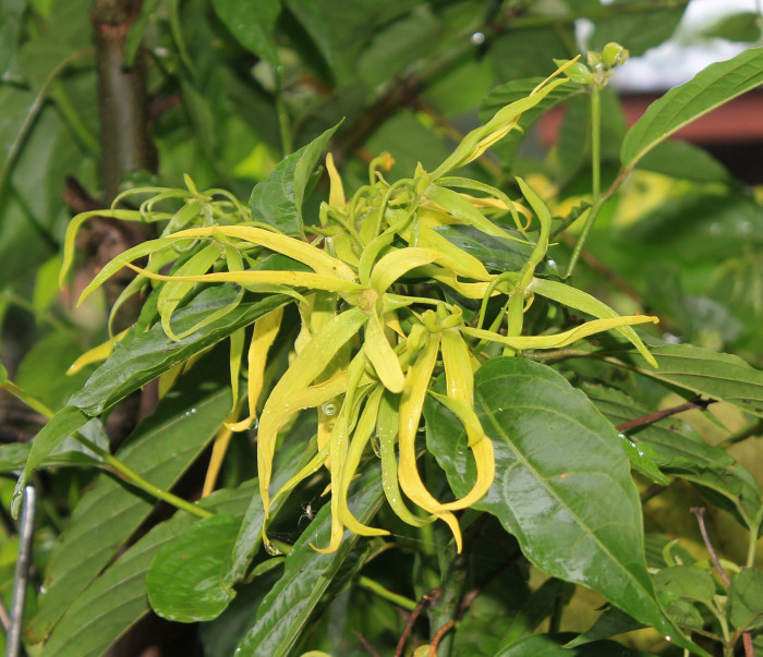일랑일랑 - YlangYlang, Cananga odorata