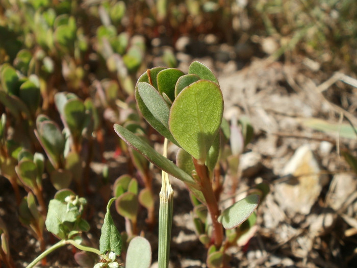 쇠비름 - Portulaca oleracea L.