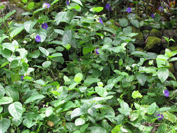 툰베르기아 베티스컴베이 - Blue Boy, Blue Glory, Clock Vine, Thunbergia battiscombei