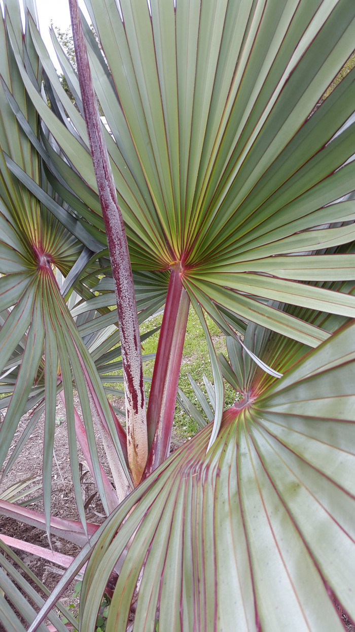 홍종려야자 - Red Latan Palm, Latania lontaroides (Gaertn.) H. E. Moore