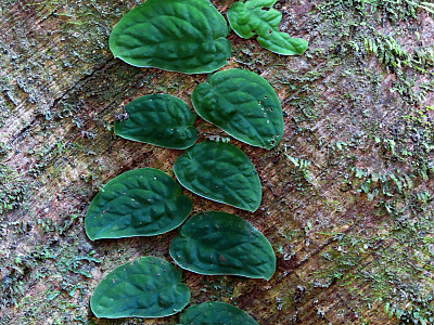 몬스테라 두비아 사진 - Monstera dubia Photos