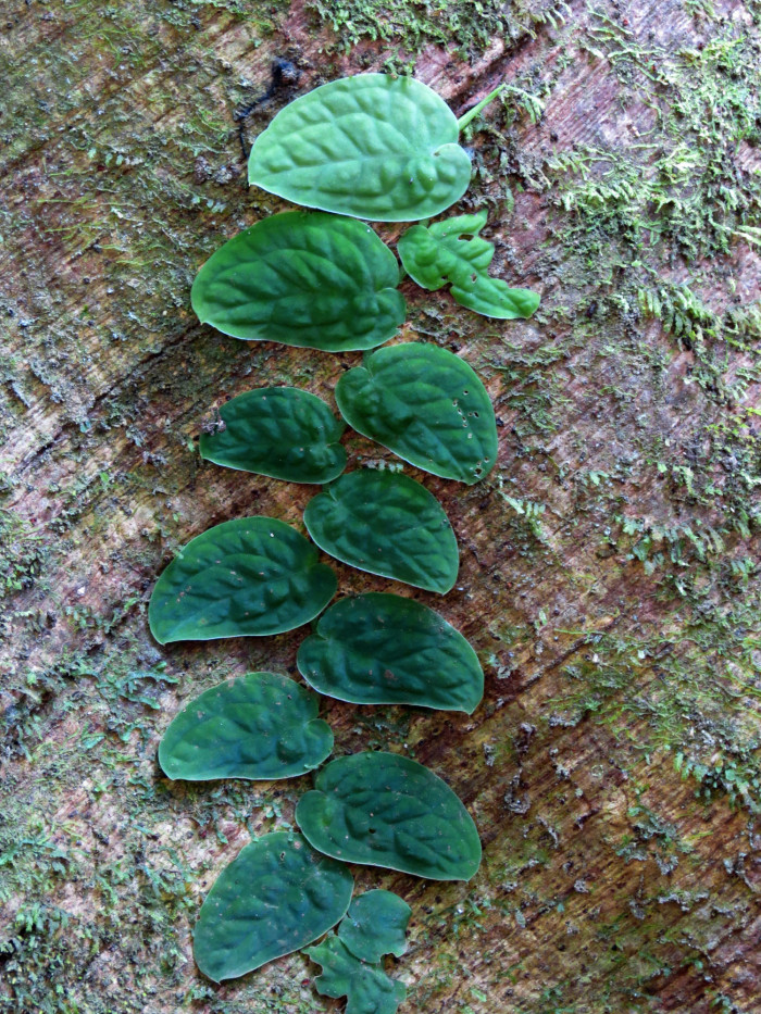 몬스테라 두비아 - Monstera dubia