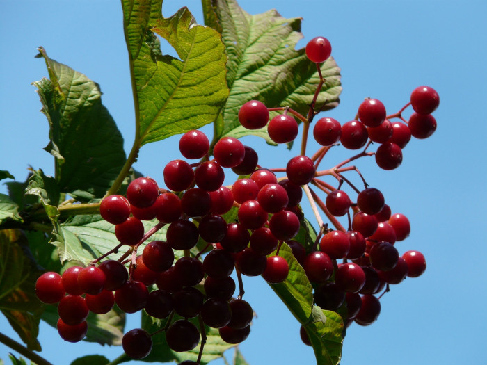 백당나무 - Viburnum opulus L. var. calvescens (Rehder) H. Hara