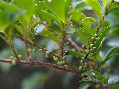 사스레피나무 사진 - Eurya japonica Thunb. Photos