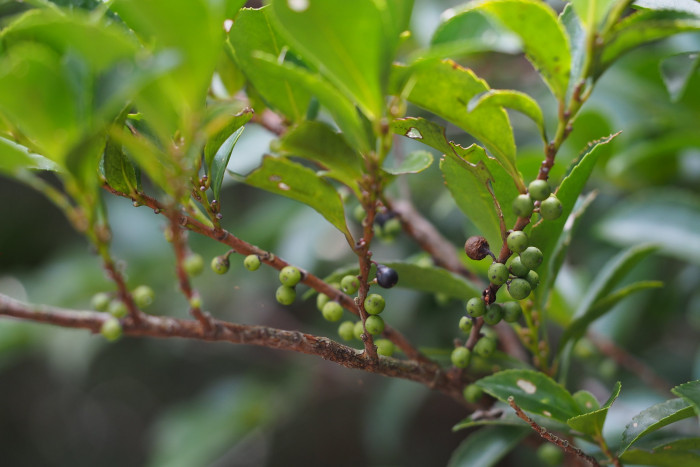 사스레피나무 - Eurya japonica Thunb.