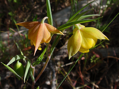 Calochortus pulchellus 사진 - Calochortus pulchellus Photos