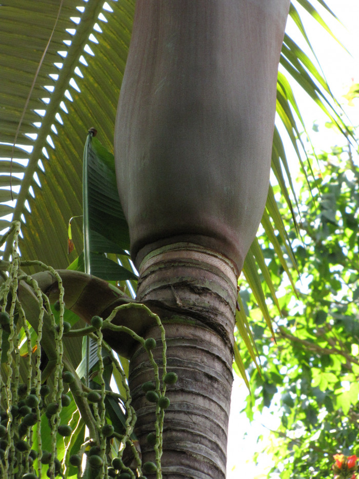 퍼플 킹 야자 - Mount Lewis King Palm, Purple King Palm, Purple Piccabean Palm, Archontophoenix purpurea