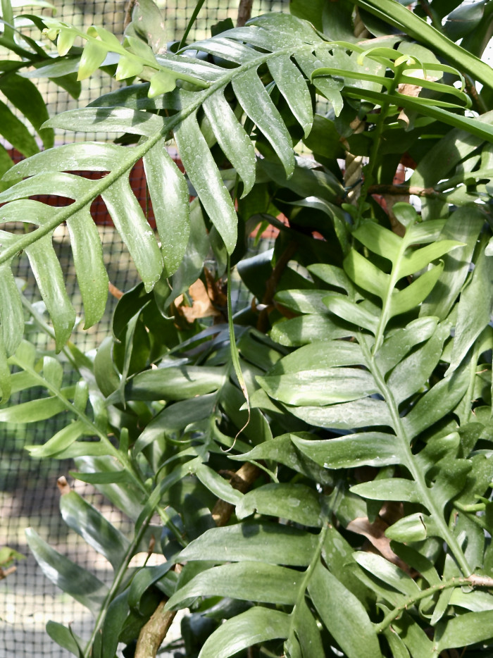 크리소카디움 - Fernleaf Cactus, Fern Leaf Orchid Cactus, Golden Heart Epiphyllum, Selenicereus chrysocardium