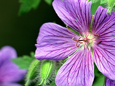 풍로초 사진 - Geranium cinereum Photos