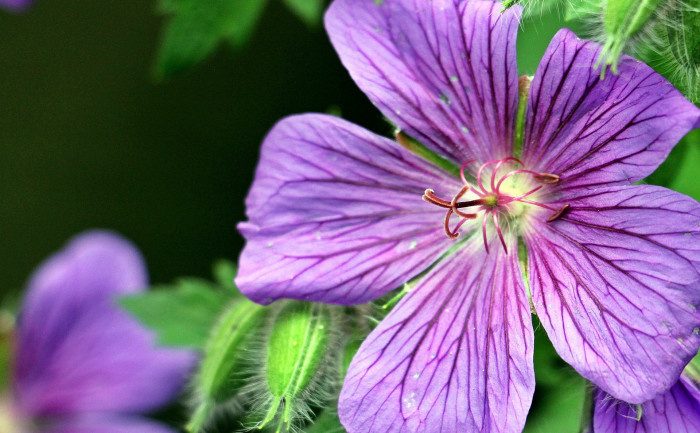 풍로초 - Geranium cinereum