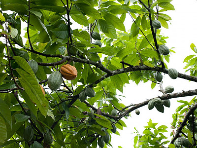 카카오 사진 - Theobroma cacao Photos