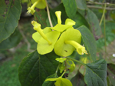 파라솔꽃 사진 - Holmskioldia sanguinea Photos