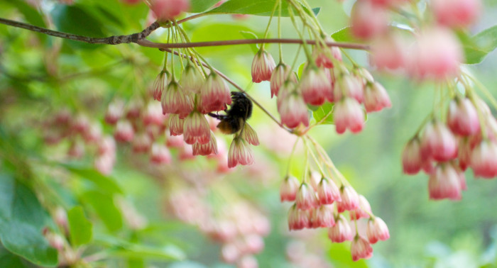 등대꽃 - Enkianthus campanulatus 