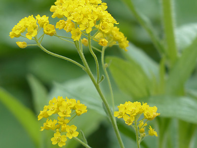 암석알리섬 사진 - Alyssum saxatile Photos