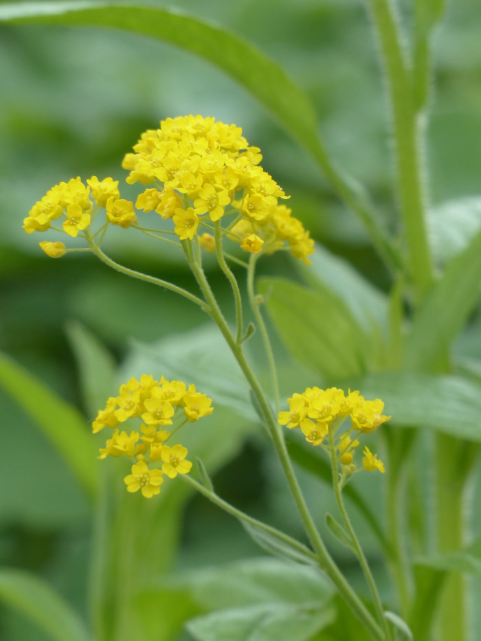 암석알리섬 - Stone herb, Basket of gold, Goldentuft alyssum, golden alyssum, Golden alison, Alyssum saxatile