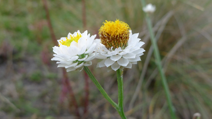 조갑지국화 - Ammobium alatum