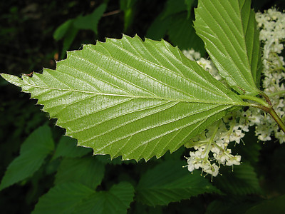 덧잎가막살나무 사진 - Viburnum wrightii var. stipllatum Nakai Photos