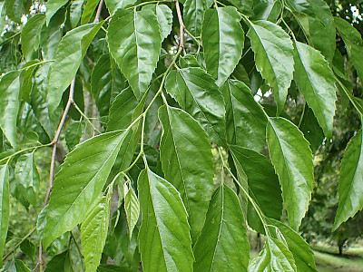 푸조나무 사진 - Aphananthe aspera (Thunb.) Planch. Photos