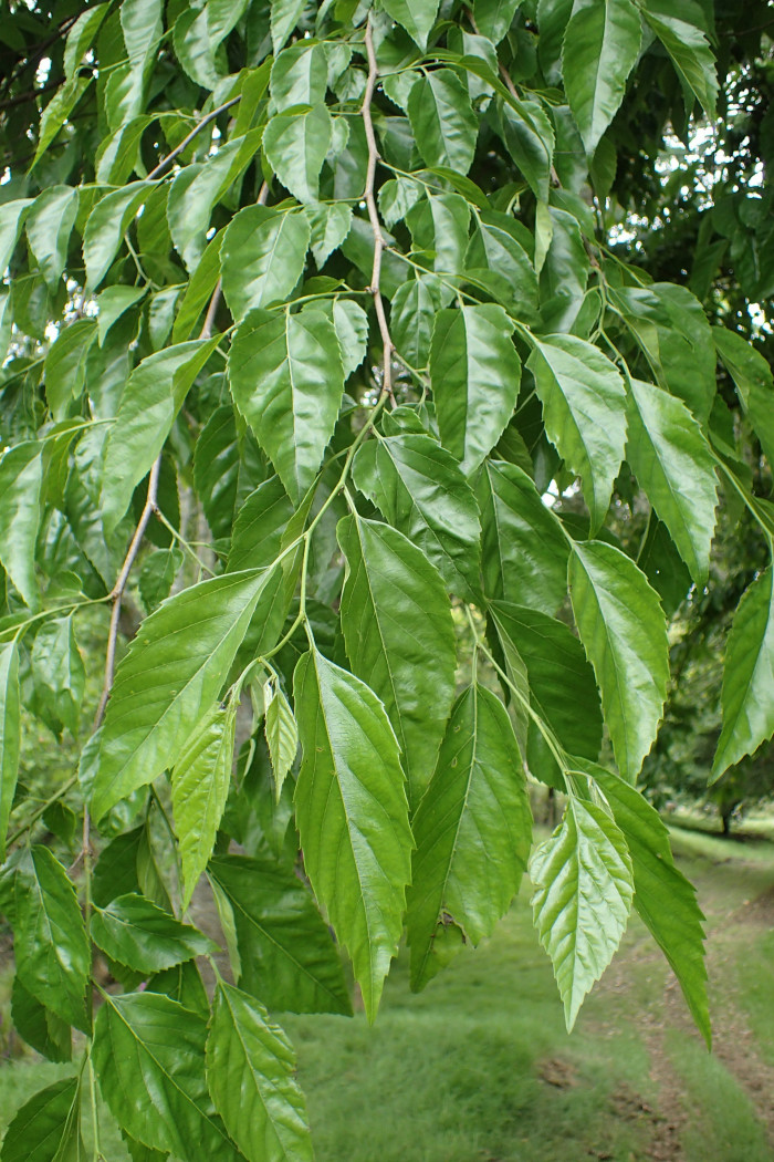푸조나무 - Muku Tree, Aphananthe aspera (Thunb.) Planch.