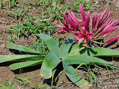 카루 릴리 사진 - Ammocharis coranica Photos