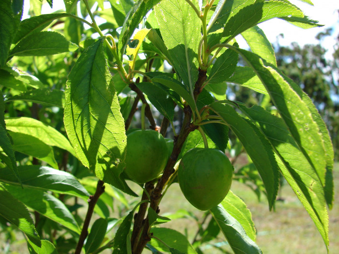 자두나무 - Prunus salicina Lindl. var. salicina