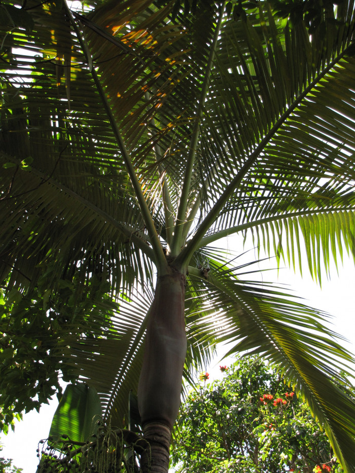 퍼플 킹 야자 - Mount Lewis King Palm, Purple King Palm, Purple Piccabean Palm, Archontophoenix purpurea