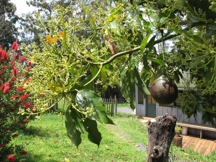아보카도 - Avocado, Alligator pear, Butter fruit, Persea americana Mill.