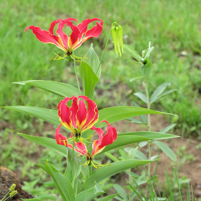 글로리오사 - gloriosa lily