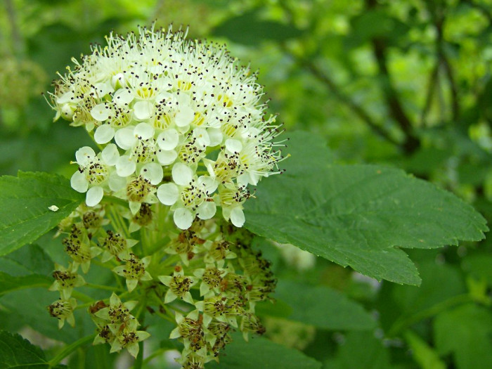 양국수나무 - Physocarpus opulifolius (L.) Maxim.