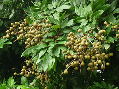 용안 사진 - Dimocarpus longan Lour. Photos