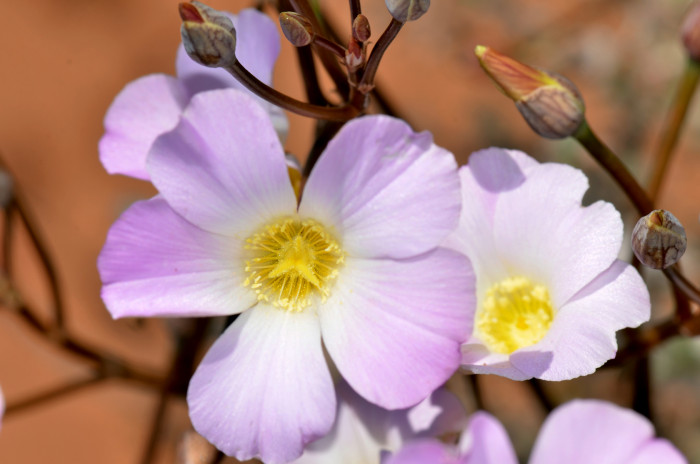 칼란드리니아 - Calandrinia spp.