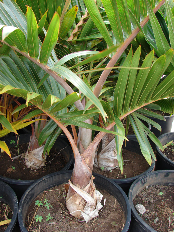주병야자 - Bottle Palm, Hyophorbe lagenicaulis