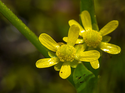 물안개 사진 - Ranunculus flammula var. filiformis Photos