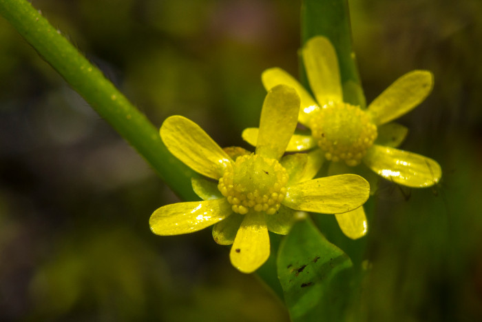 물안개 - lesser spearwort, greater creeping spearwort, banewort, Ranunculus flammula var. filiformis