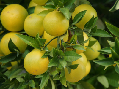 중국유자 사진 - Citrus grandis Photos