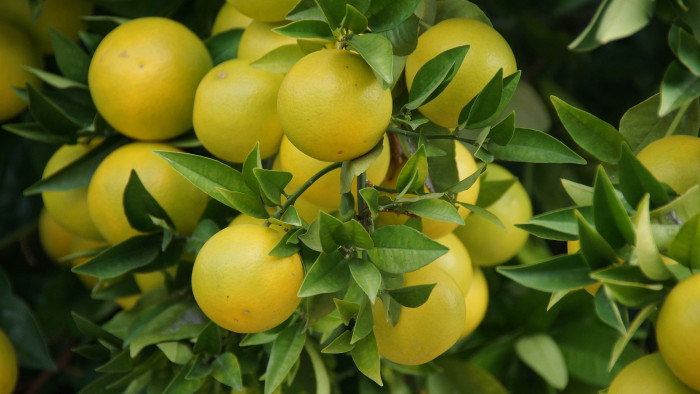 중국유자 - Pomelo, Grape fruit, Citrus grandis