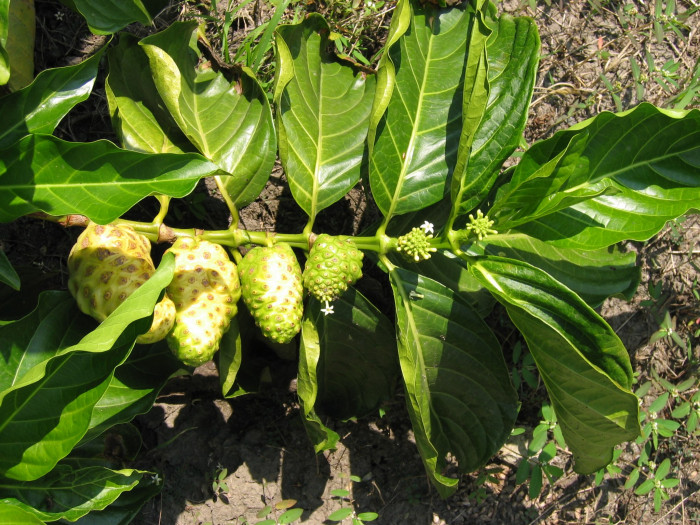 노니 - Noni fruit, Morinda citrifolia